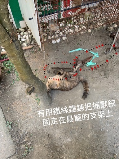 浪貓身中雙獸鋏,網友痛心求援。屏東縣政府/提供