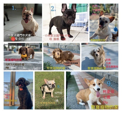 2020屏東熱帶農業博覽會為除役犬媒合適合的認養家庭。屏東縣政府/提供
