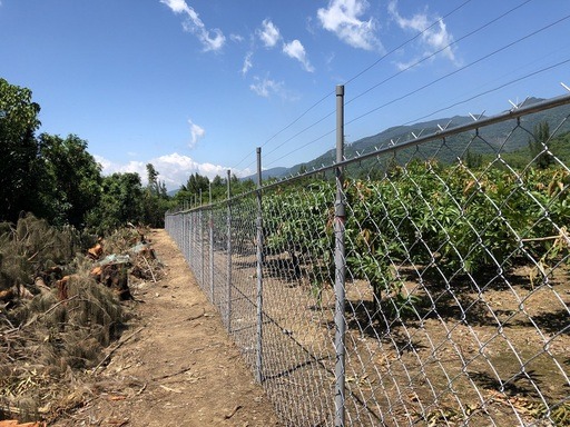 台灣獼猴危害農作物,屏東縣政府補助電圍網4.5萬元。屏東縣政府/提供