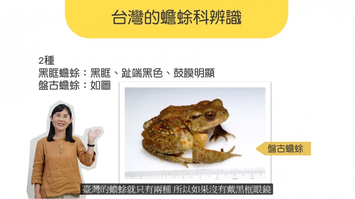 蛙蛙狂想曲課程畫面。國立東華大學/提供