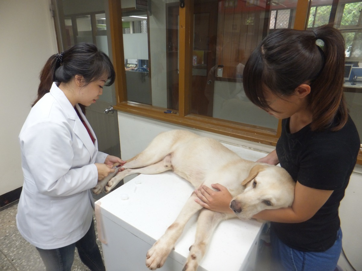 獸醫師替毛隊員進行抽血檢查。新北市動保處/提供