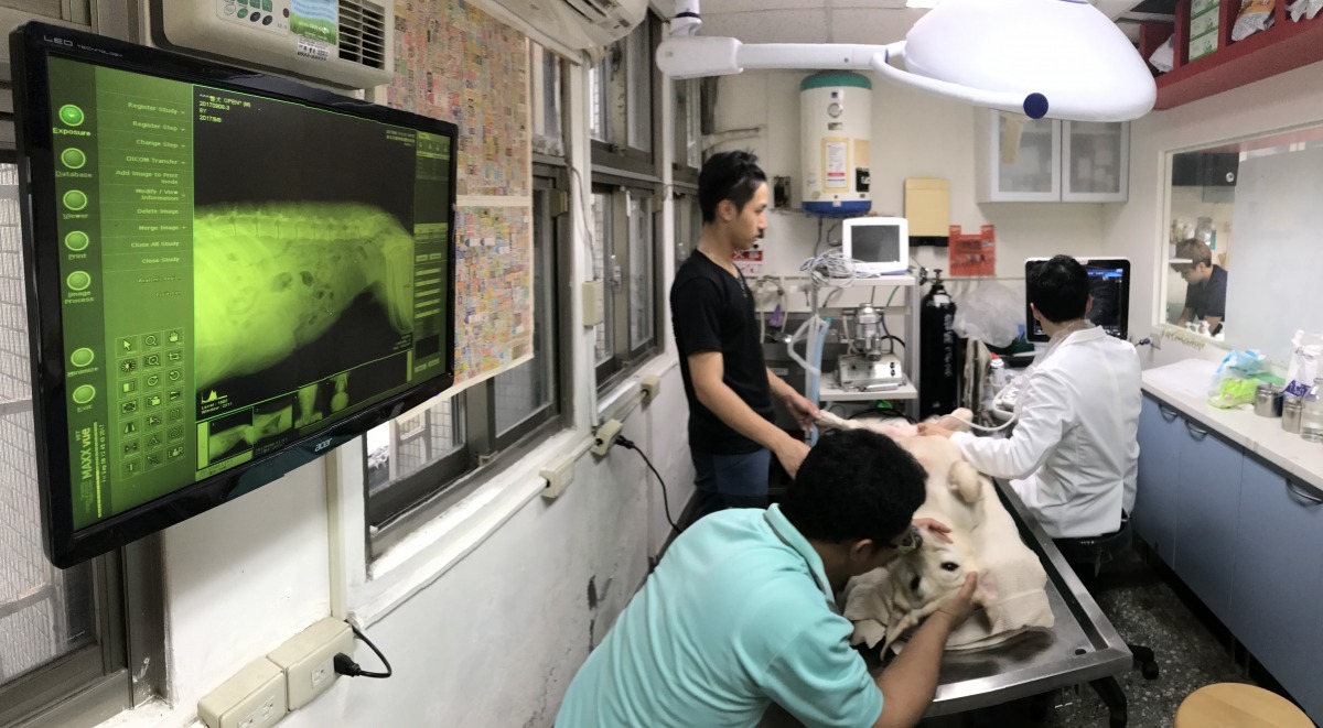 毛隊員需長時間接受訓練,非常需要有健康的身體。新北市動保處/提供