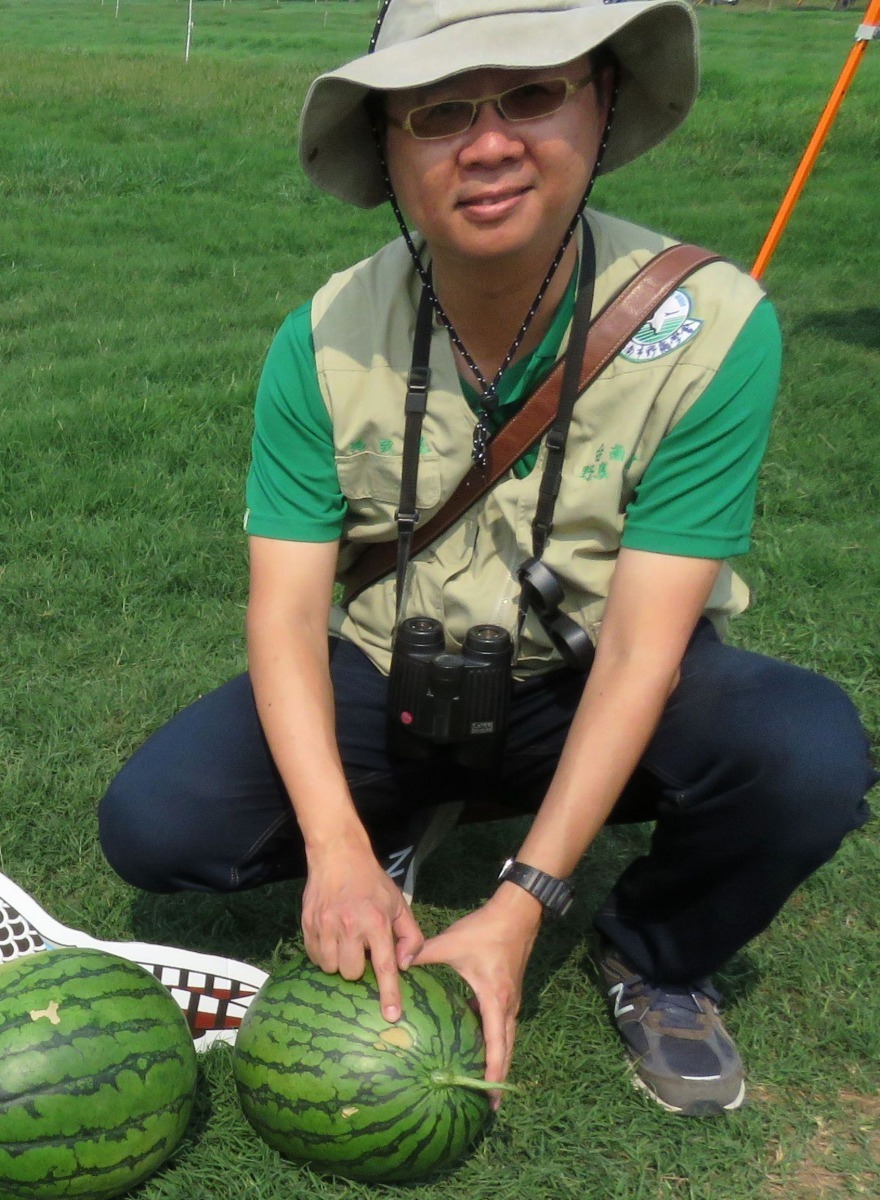 潘志遠理事長指出西瓜的傷痕是野鳥吃西瓜上的昆蟲而不小心啄傷果皮。高維奇／攝