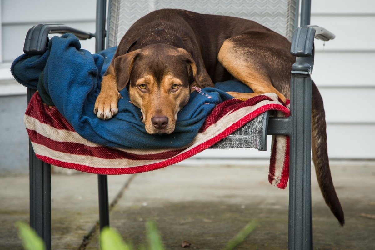 主角「貝拉」本身就是收容所裡的浪浪。双喜電影/提供