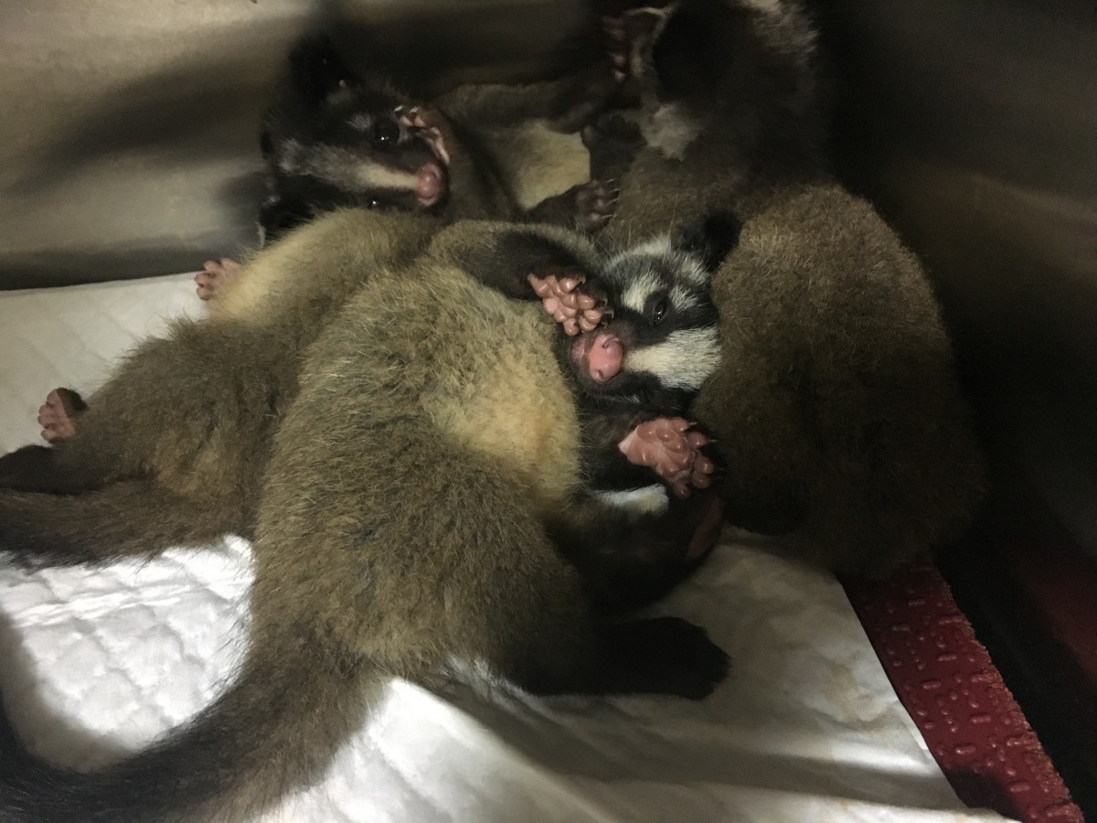  新北市動保處帶回照顧4隻才剛開眼的白鼻心幼獸。新北市動保處/提供