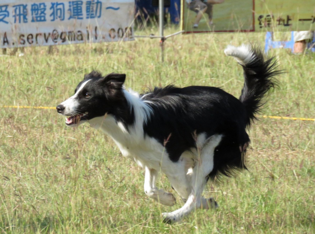 飛盤擲出去後,狗全力往飛盤方向奔跑,充滿力與美。高維奇/攝