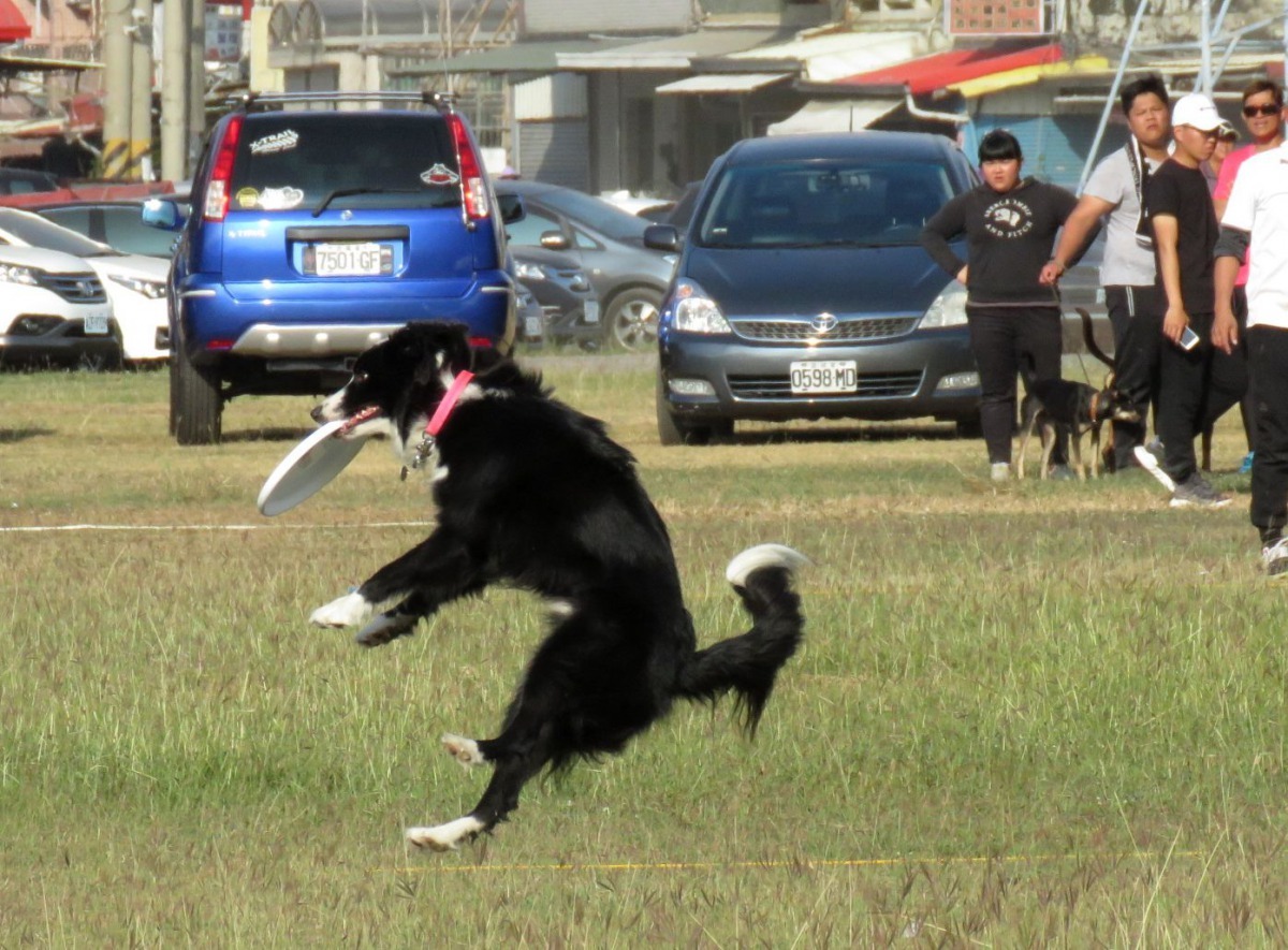 狗必須空中接住飛盤,滾地再咬住則不計分。 高維奇/攝