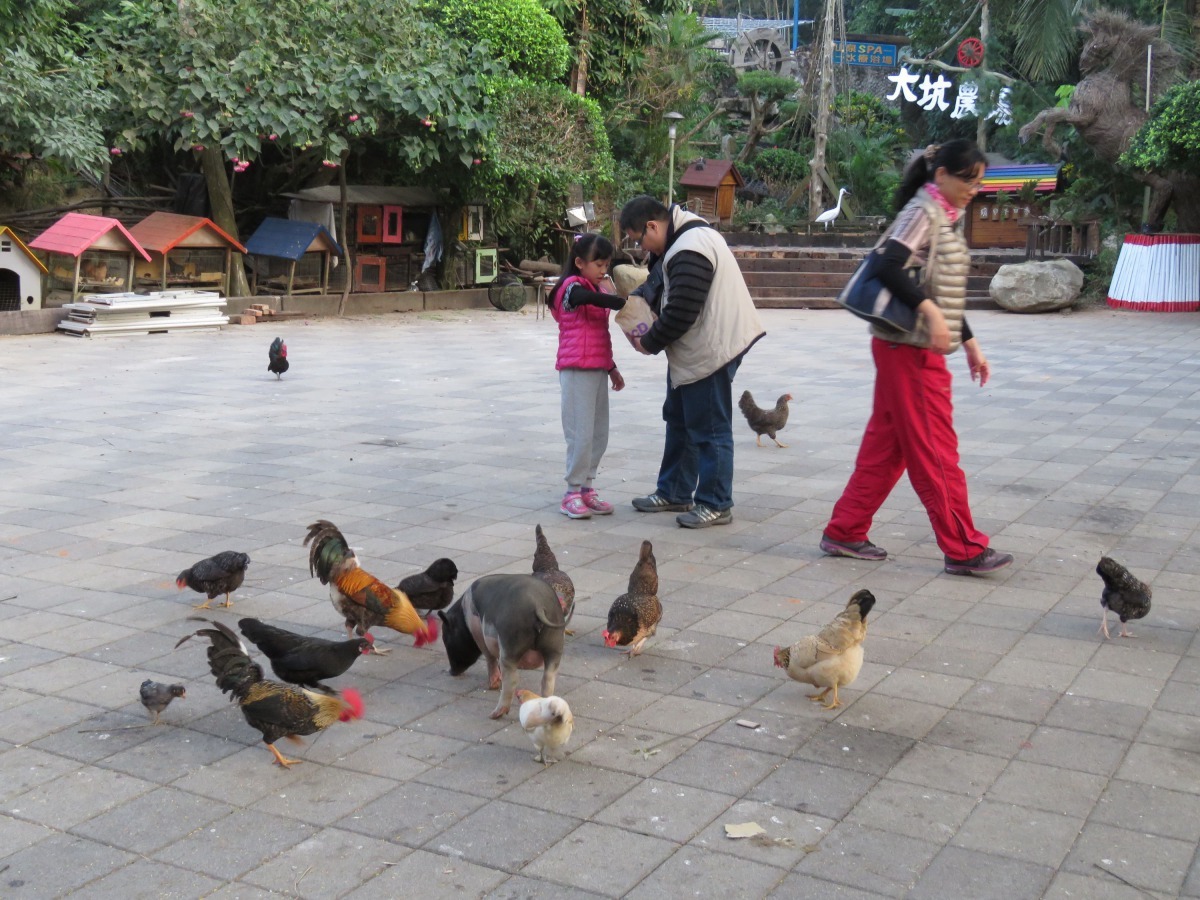 多數小孩子喜歡餵養動物的樂趣。高維奇/攝