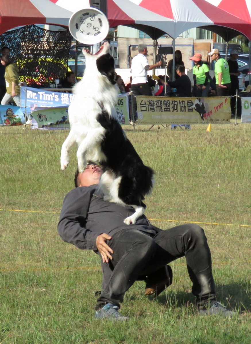 花式表演，人與狗必須有良好的默契與紮實的訓練。高維奇／攝