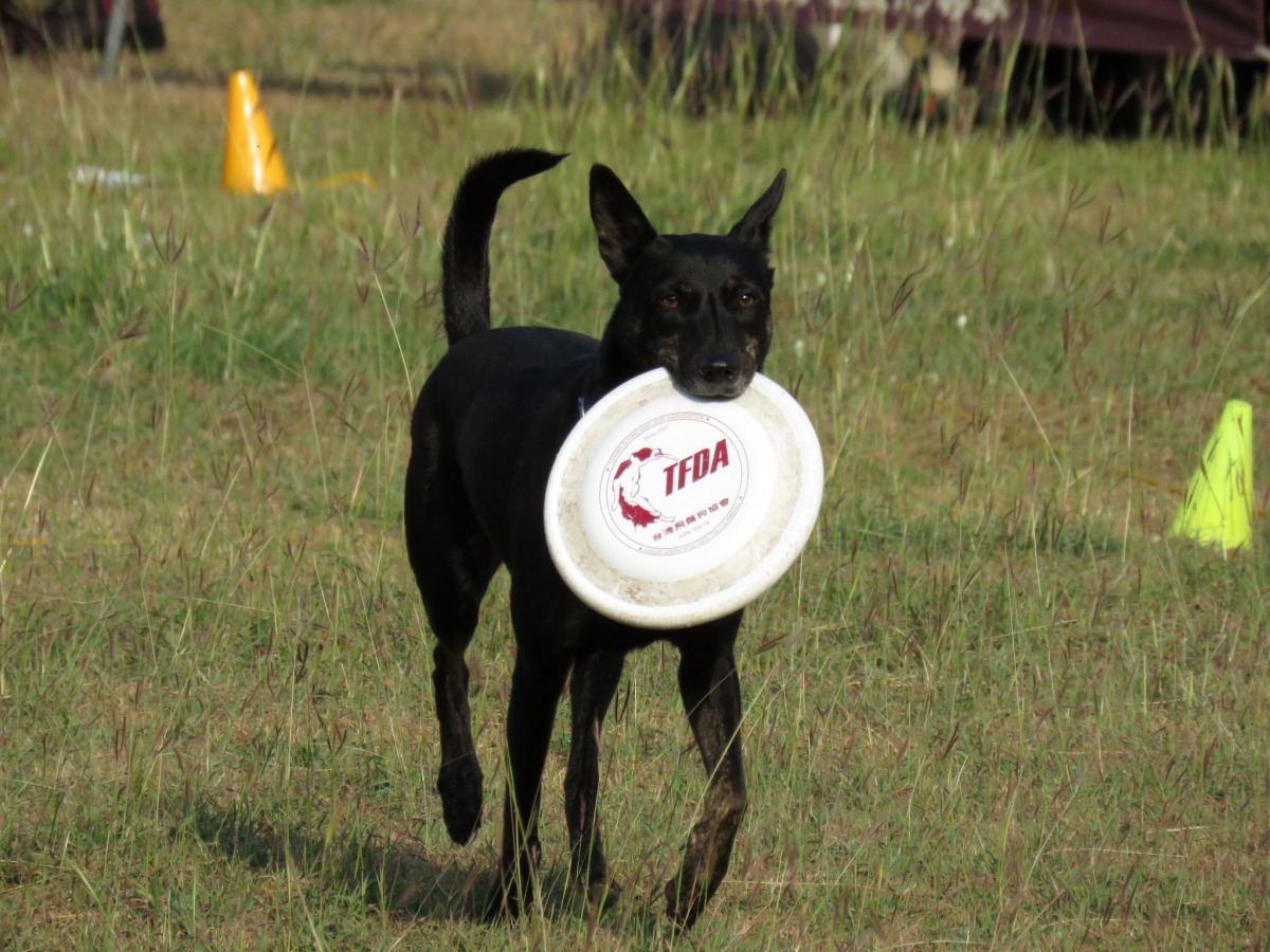 飛盤賽場的選手大都是邊境牧羊犬,也有米克斯參賽。高維奇/攝