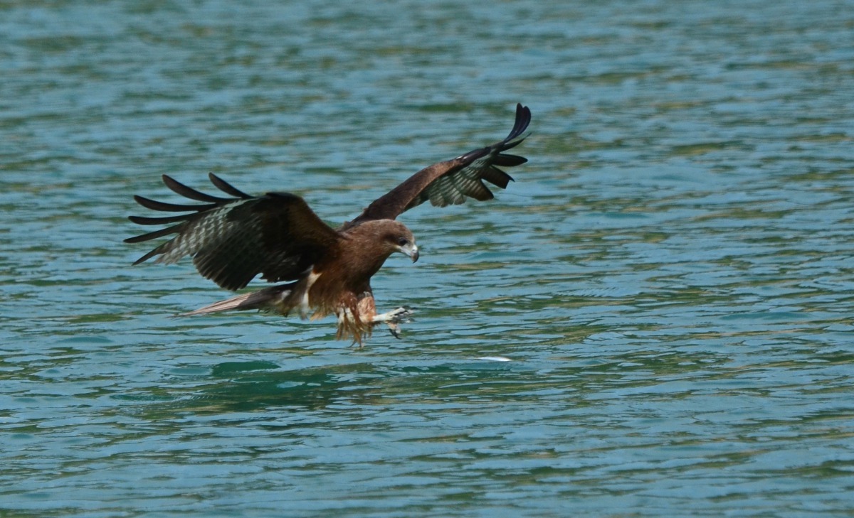 老鷹自天空俯衝而下接近水面時,可以看見逃游的魚。圖/呂其華提供