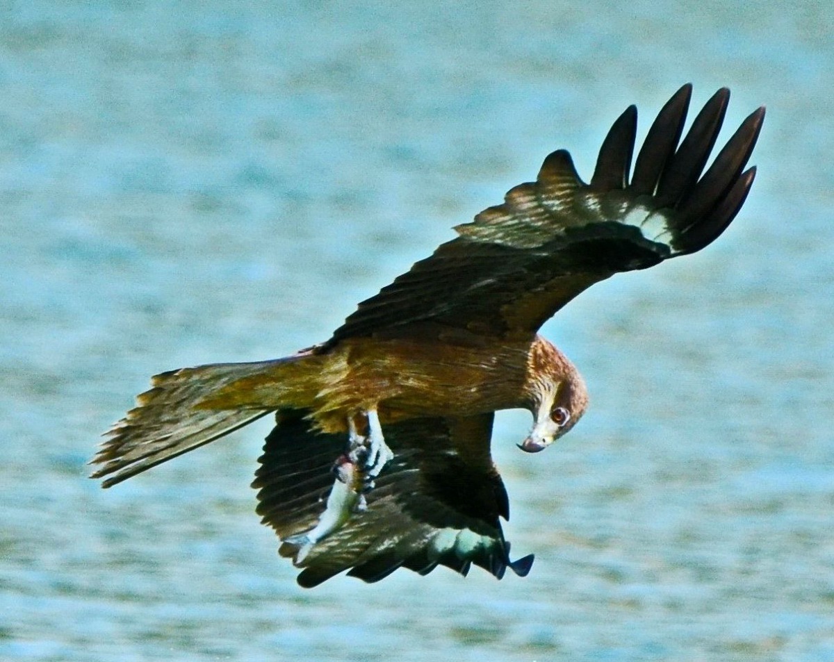 利爪攫獲的魚清晰可見。圖/呂其華提供