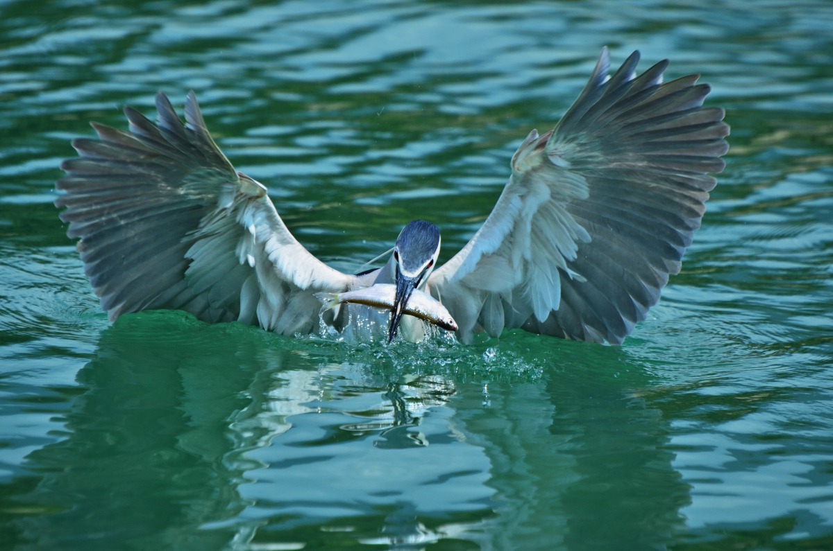 俗稱夜鷺的暗光鳥以鳥喙捕魚的畫面被清楚拍攝到。圖/呂其華提供