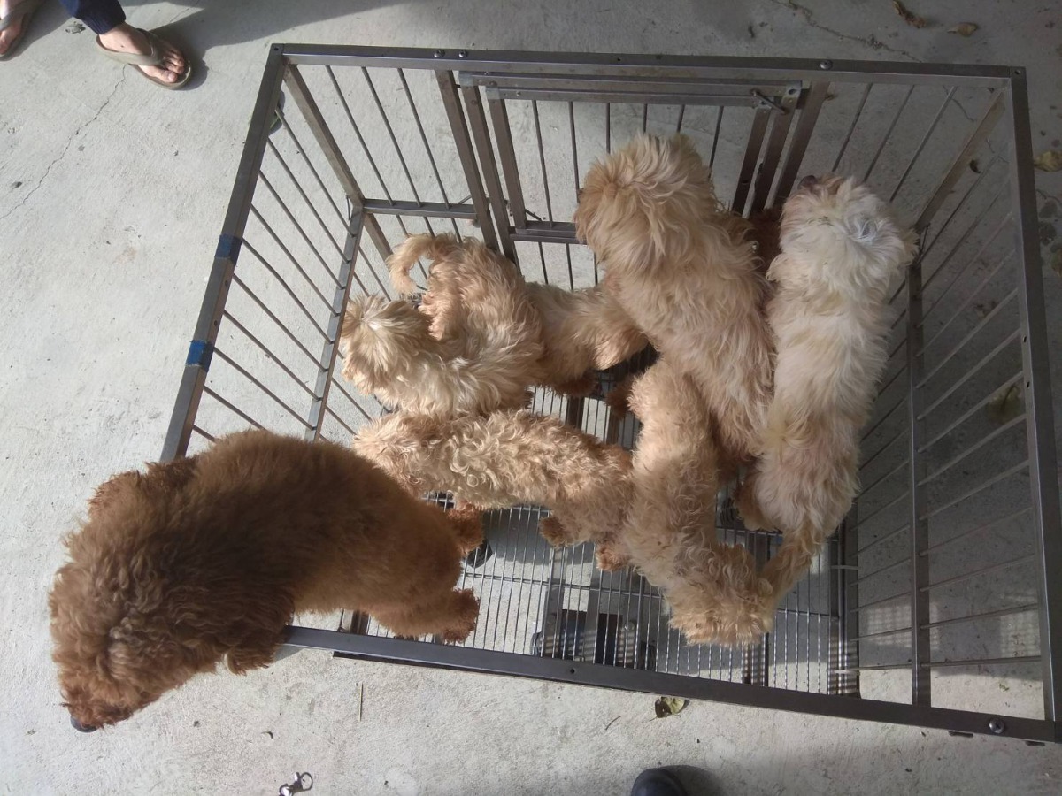 遭人棄養的6隻瑪爾濟斯犬、1隻貴賓犬，疑似繁殖場淘汰的種犬。 圖/台南市動保處提供