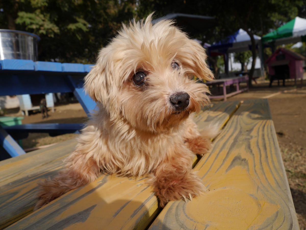 經收容獸醫師清理治療後準備接受認養。圖/台南市動保處提供