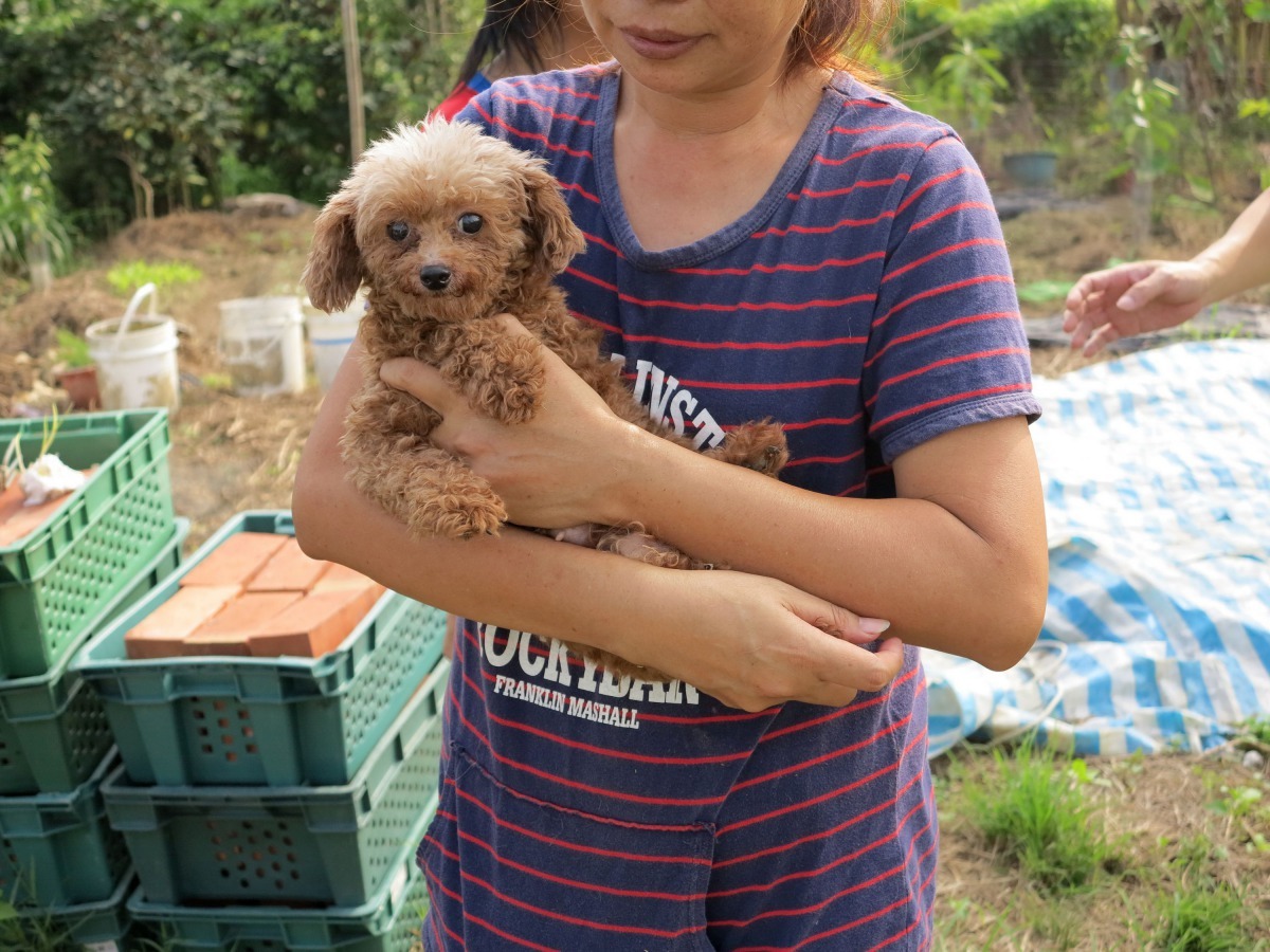 繁殖場淘汱的健康犬隻。高維奇/攝