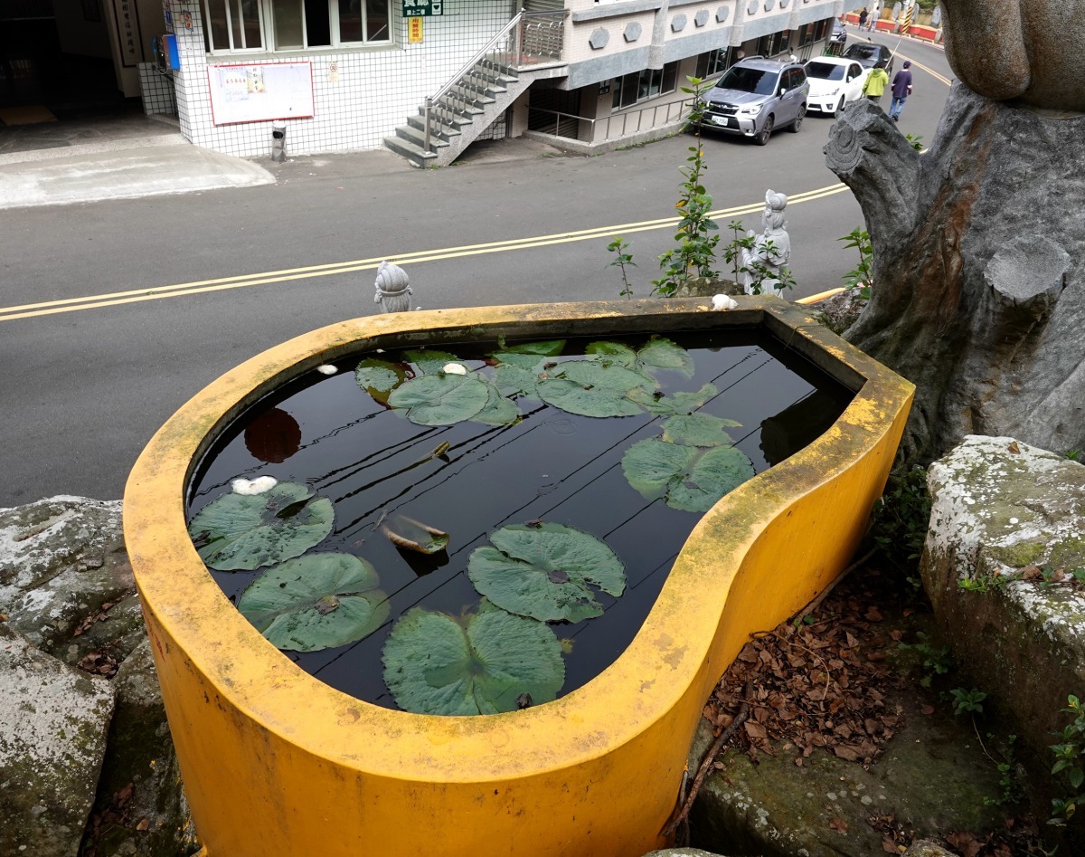 南化厚德紫竹寺園區一座小水池，能觀察樹蛙求偶、交配、產卵等繁殖過程。高維奇／攝