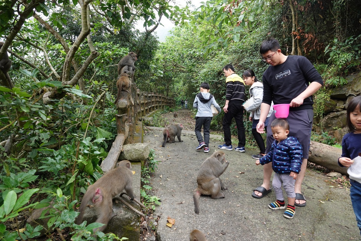 烏山登山步道上的獮猴。高維奇／攝