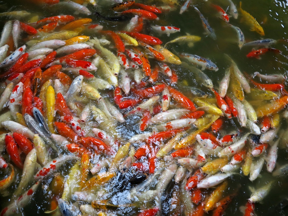 錦鯉白、紅、黑等顏色，都是原始鯉魚突變的結果。高維奇／攝