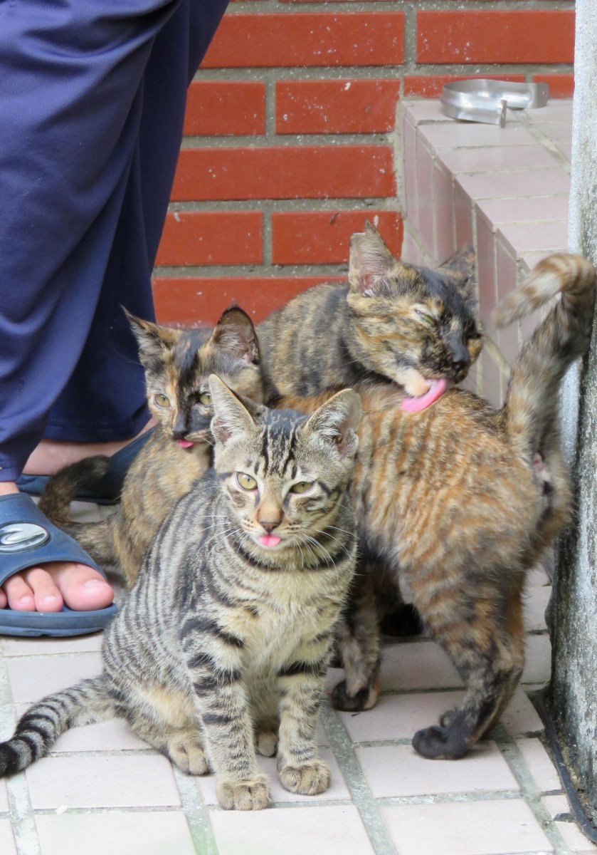 市區流浪貓太多造成環保問題引發民怨。高維奇/攝