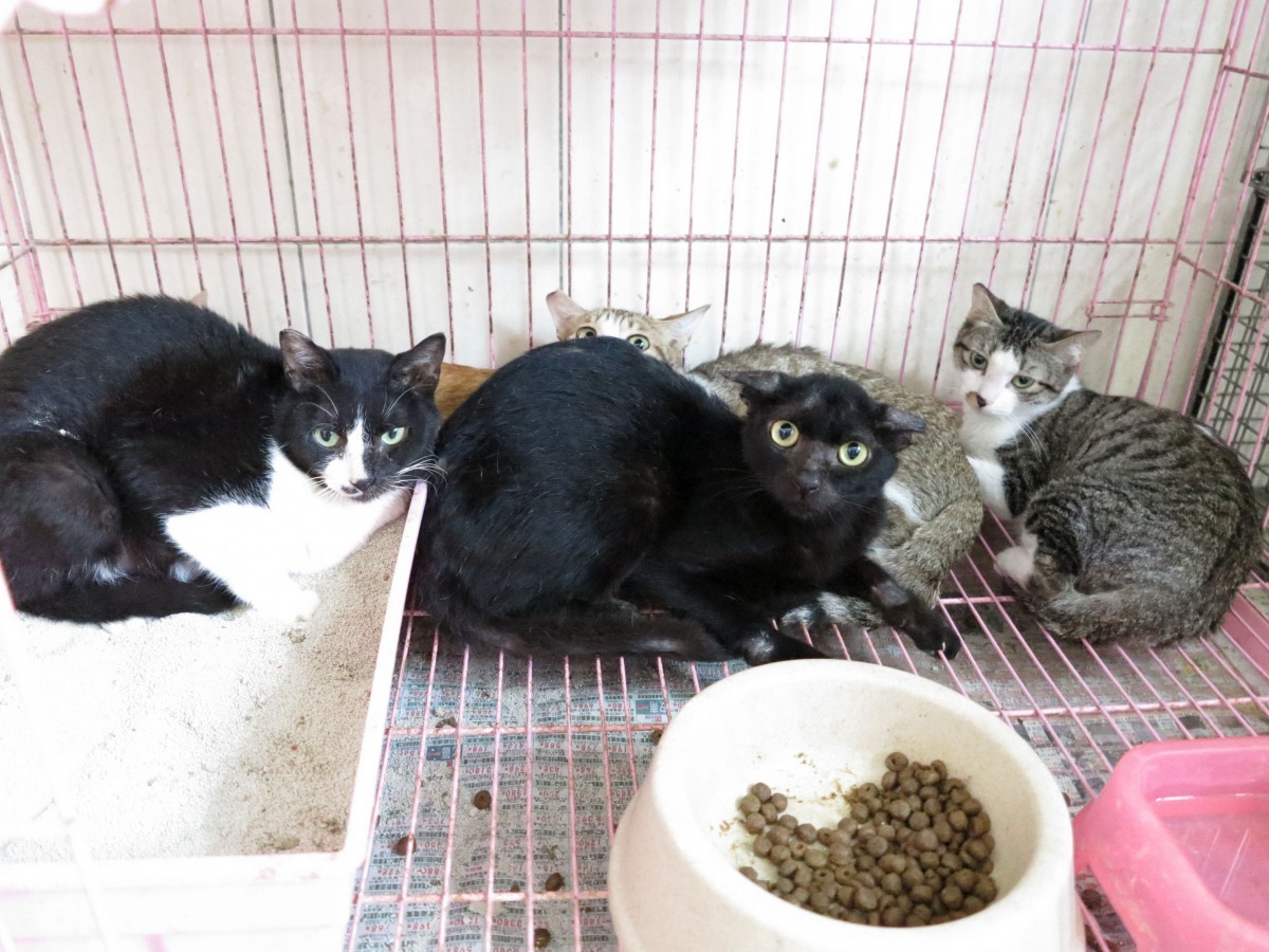 收容所貓滿為患，大都是市區民眾通報捕捉。高維奇/攝