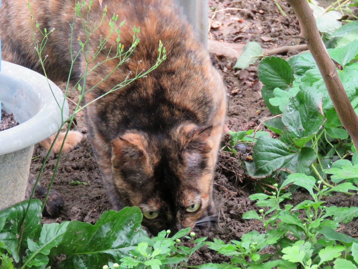 集合住宅中庭花圃也常成為野貓的廁所。高維奇/攝