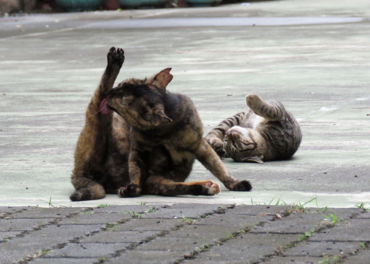 流浪貓悠閒躺在廣場日光浴。高維奇/攝