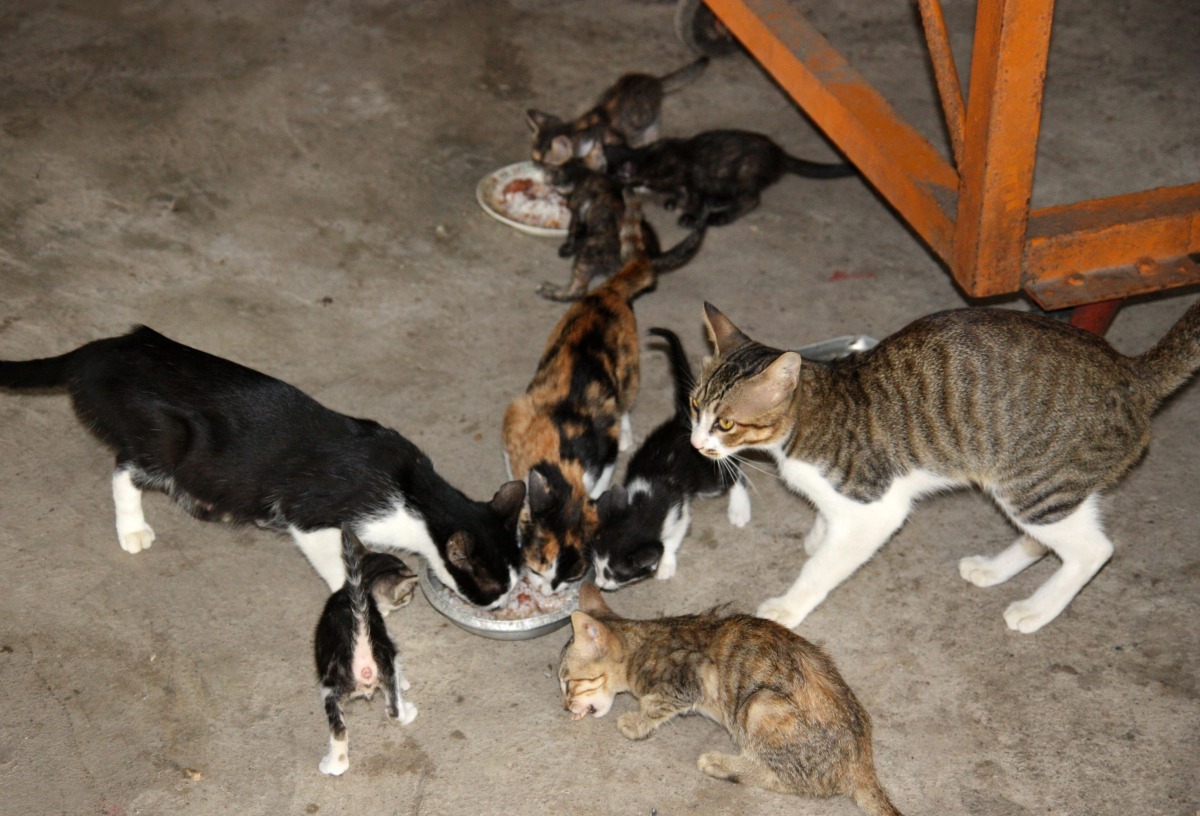 偏鄉山區的貓結紮率不高，小貓一窩窩的生。高維奇/攝