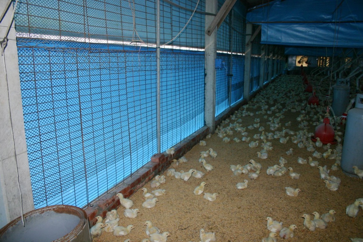 養禽場應多留意禽場擋風帆布施放,以防賊風進入。高維奇/攝