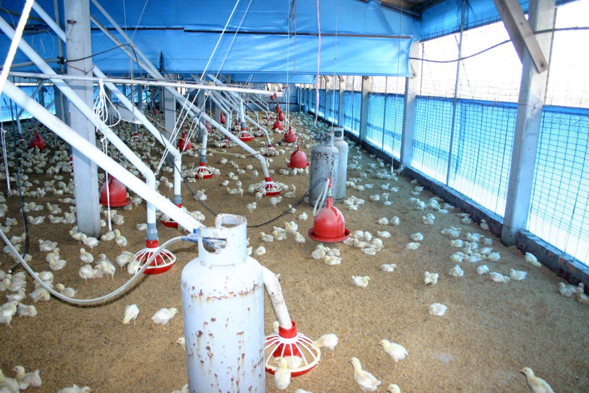 養禽場冬天需加強禽隻保溫工作。高維奇/攝