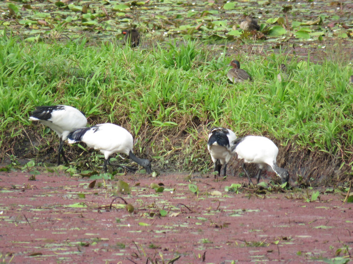 在野外賞鳥及生態教育活動之後,記得勤洗手。高維奇/攝