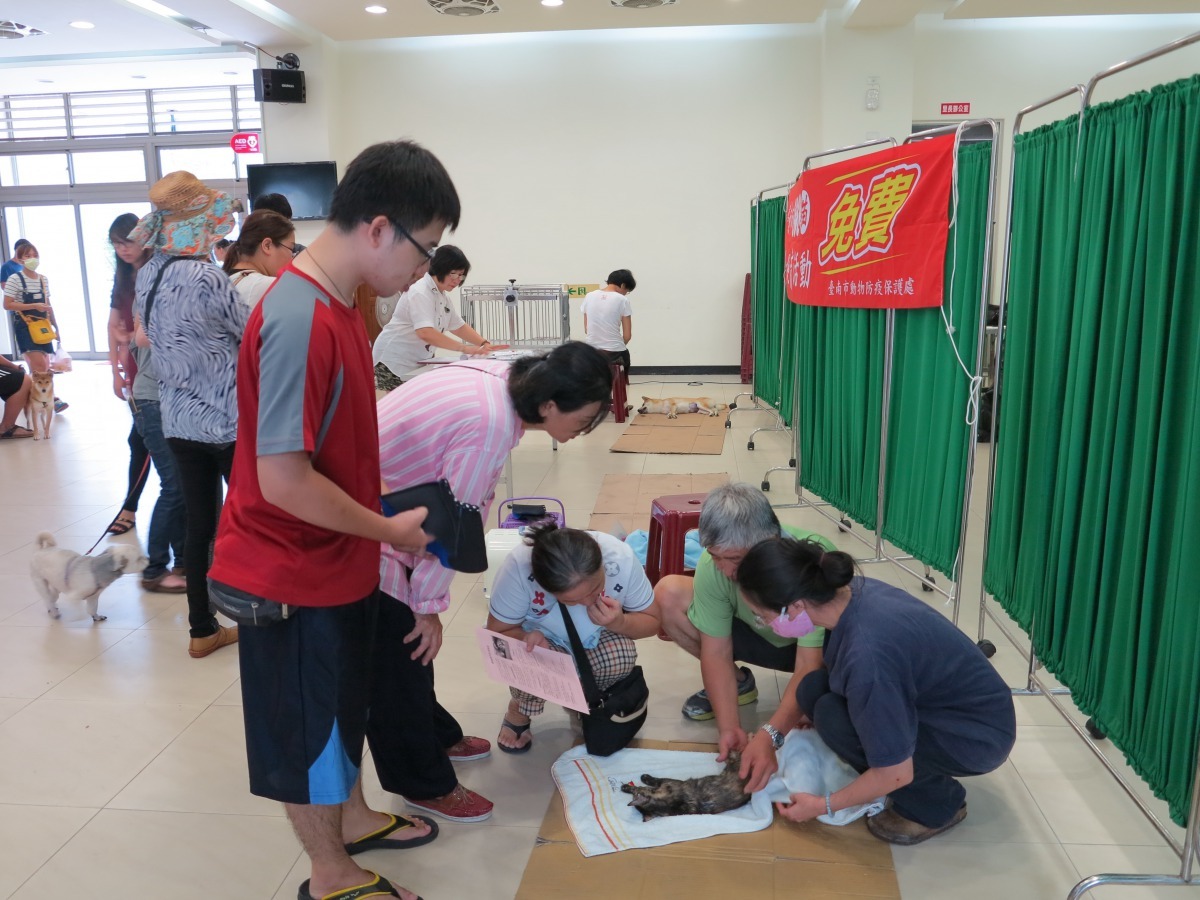 不管是TNVR或下鄉絕育手術，動保處付給動物醫院的費用只能做到「基本款」。高維奇/攝 