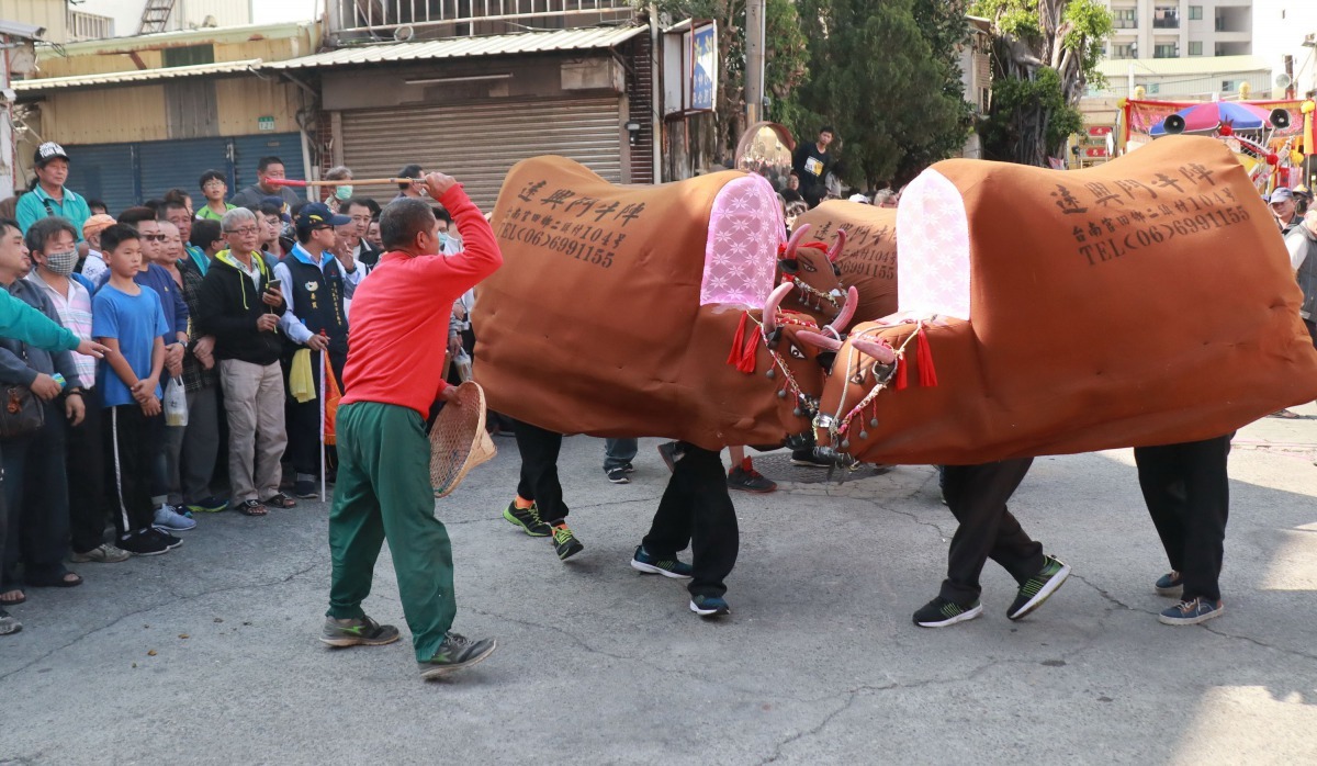 「牛互鬥人互毆」這種古農村生活印象，被濃縮在民俗技藝的「鬥牛陣」之中。高維奇/攝