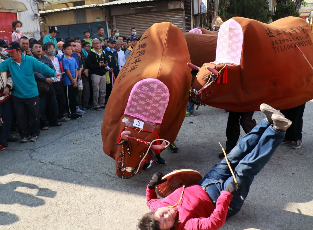 抓狂的鬥牛有時連主人也拉不開，讓主人累倒在地上。 高維奇/攝