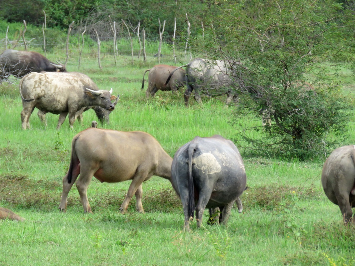 現在的牛大都供肉用，擁有面積充足的牧場，牛與牛和睦相處，極少演出鬥牛陣了。高維奇/攝