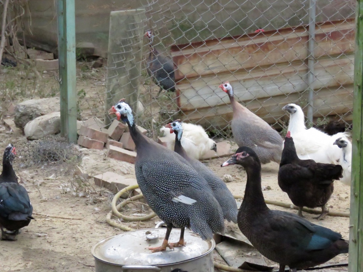 有建議珠雞和其他雞鴨混養會比較安靜，效果似乎不大。高維奇／攝