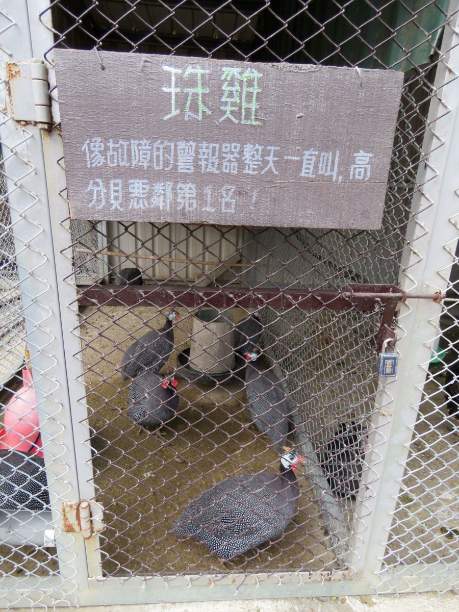 台南樹谷農場的解說牌如此形容珠雞。高維奇／攝