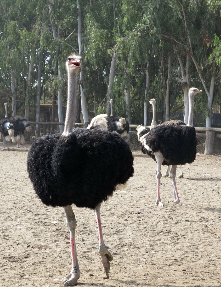 台灣的動物園或休閒農場，鴕鳥純觀賞用，不再供遊客騎乘。高維奇/攝