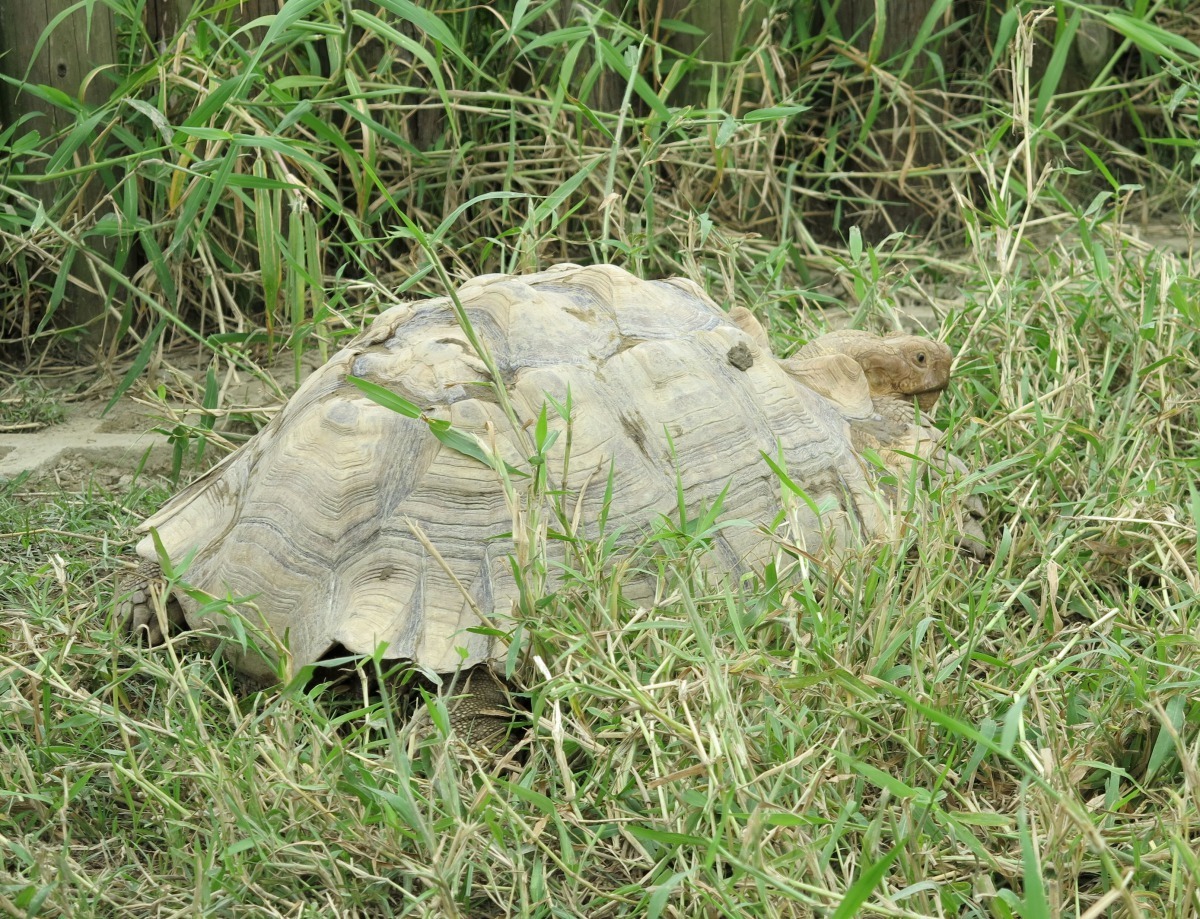 體型碩大的象龜幾年前曾有休閒農場供遊客騎乘而招來批評。高維奇/攝