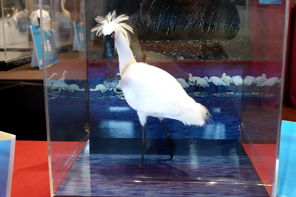 七股黑面琵鷺保護區的展示館正在進行黑面琵鷺模型展。高維奇／攝