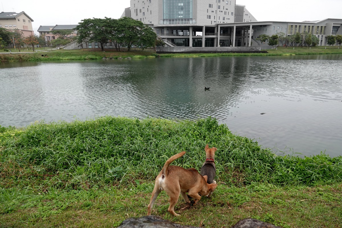 台東大學鏡心湖以生態工法構築而成。高維奇/攝