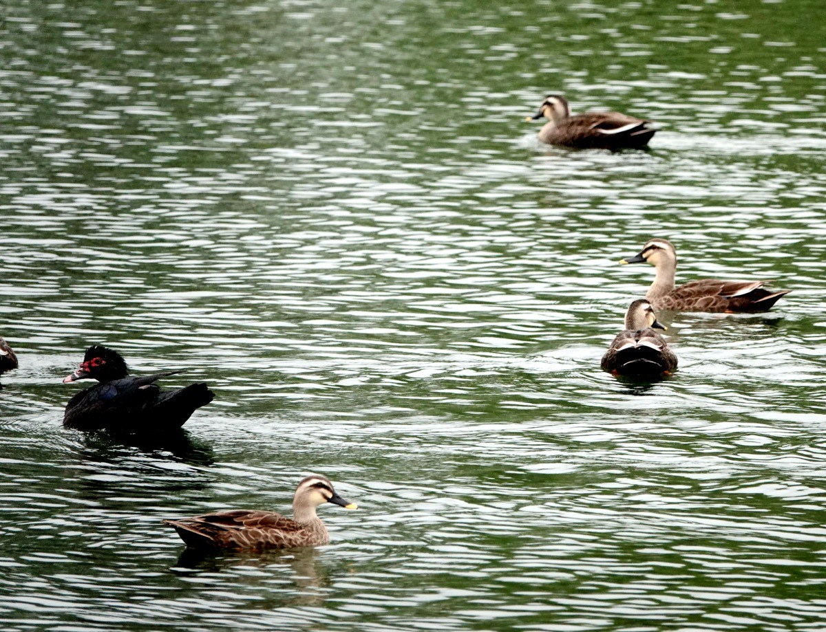 鏡心湖常見花嘴鴨、紅冠水雞、白鷺、白腹秧雞及各種秋冬季節造訪的候鳥。高維奇/攝