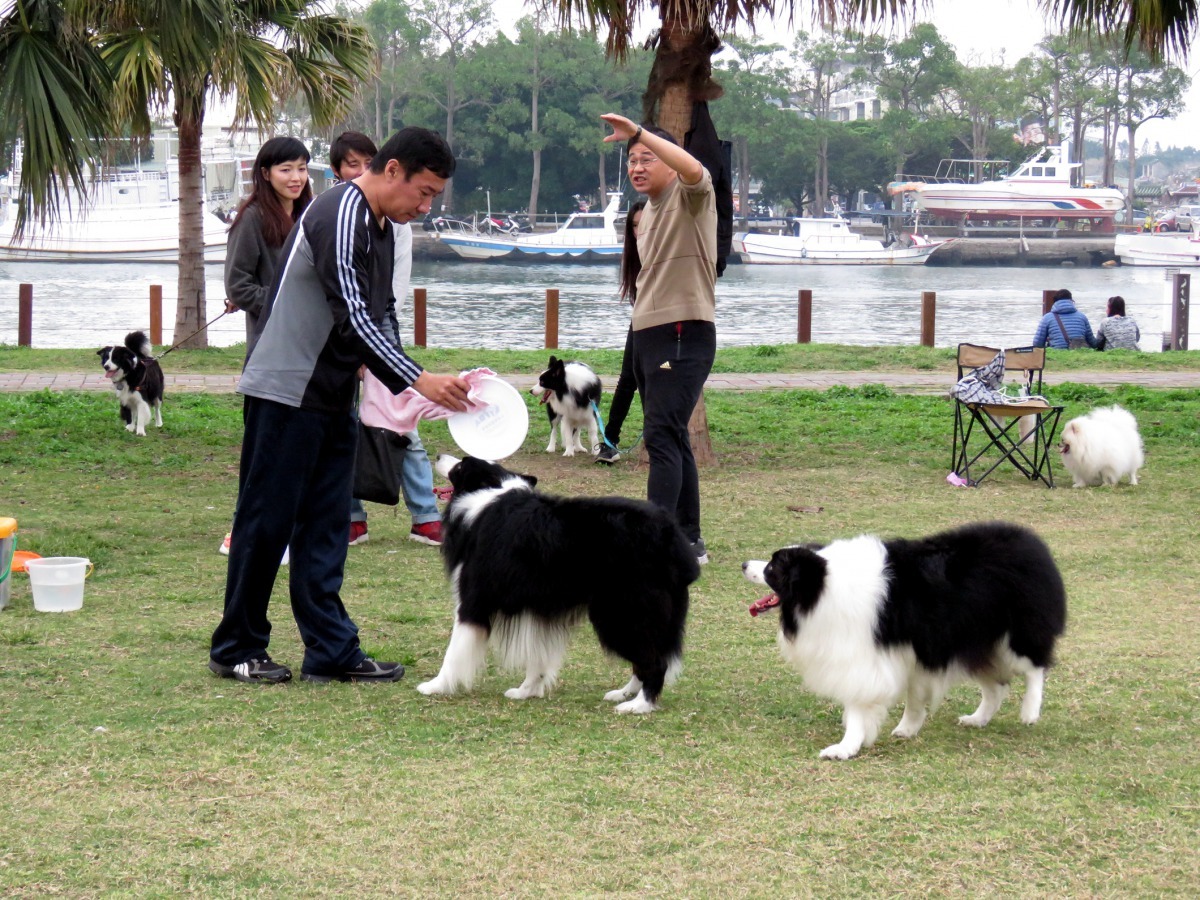林默娘公園是著名的狗聚場所。高維奇／攝