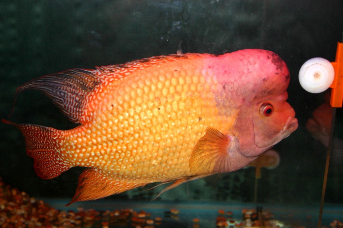 大型鯛科觀賞魚棄養後會排擠本地原生魚。高維奇／攝