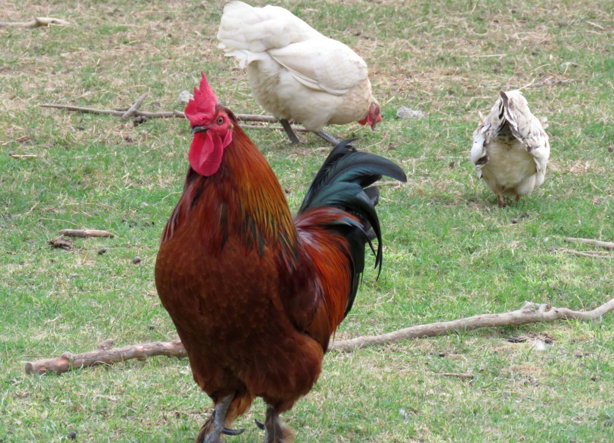 古農村年代公雞帶領三五母雞活動覓食的畫面已很難看到。高維奇/攝