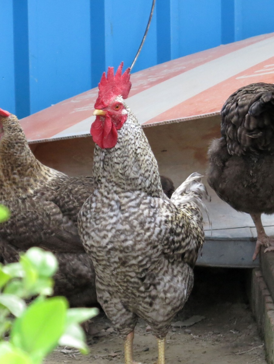 雄糾氣昂的公雞除肉用及育種，現在多了業餘養雞愛好者的觀賞價值。高維奇／攝