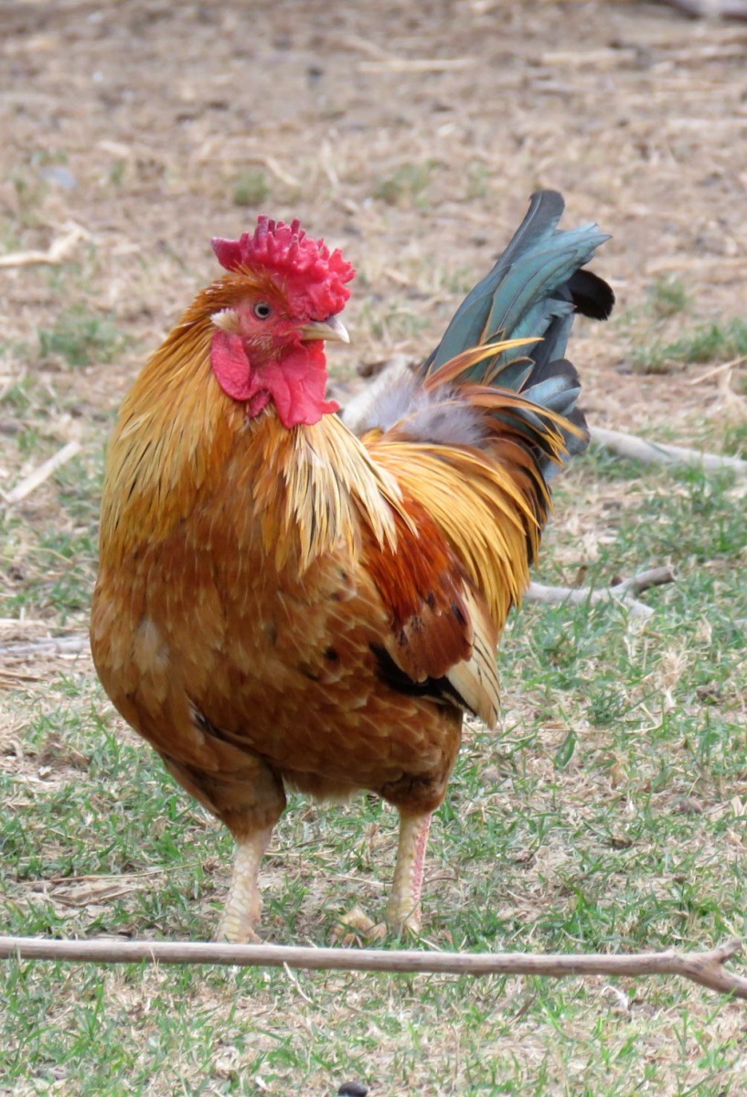 雞的品系繁多,配種有相當多的排列組合,樂趣無窮。高維奇/攝