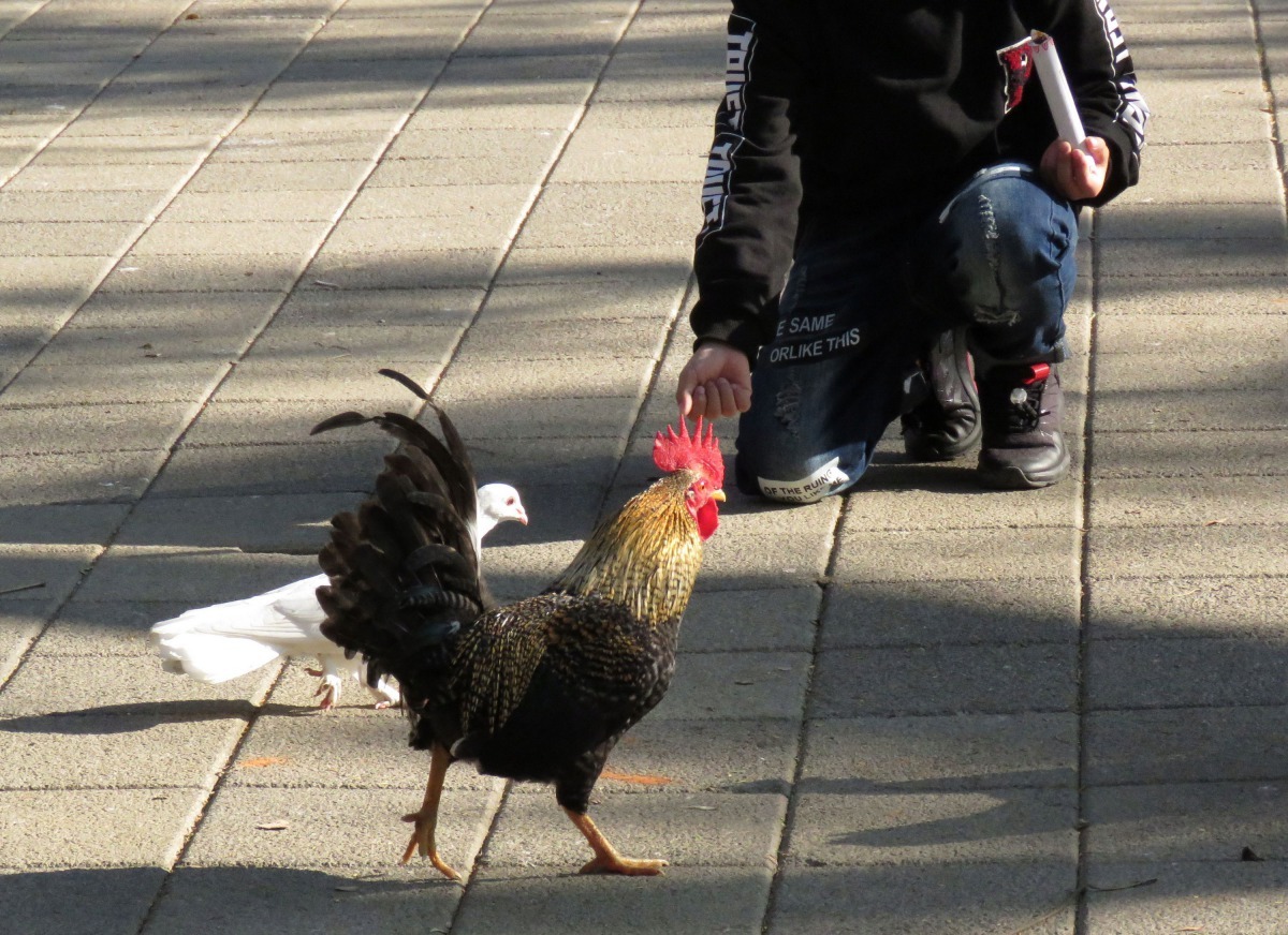 一家休閒農場引進日本矮雞讓場內的雞小型化。高維奇/攝