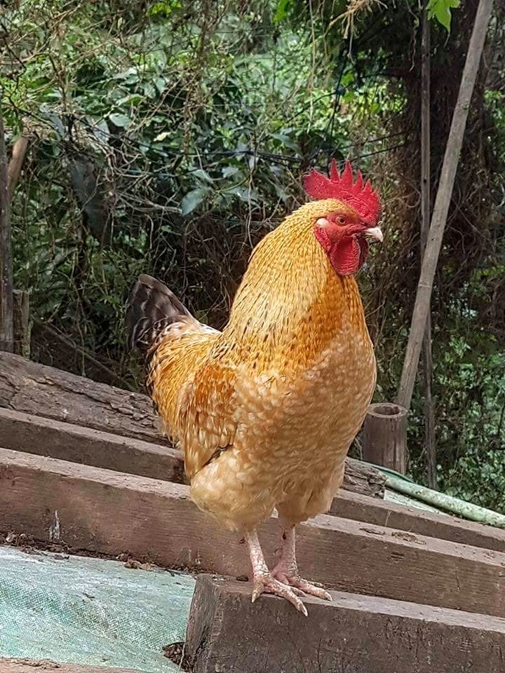 袁快田每天看到這隻在陽光下閃閃發亮的公雞就有好心情。圖/袁快田提供