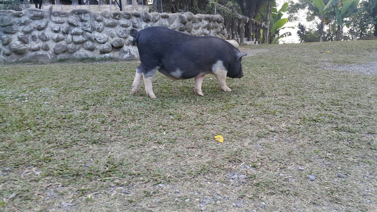 農場野放的豬「聞味」出現在婚禮現場。高維奇/攝